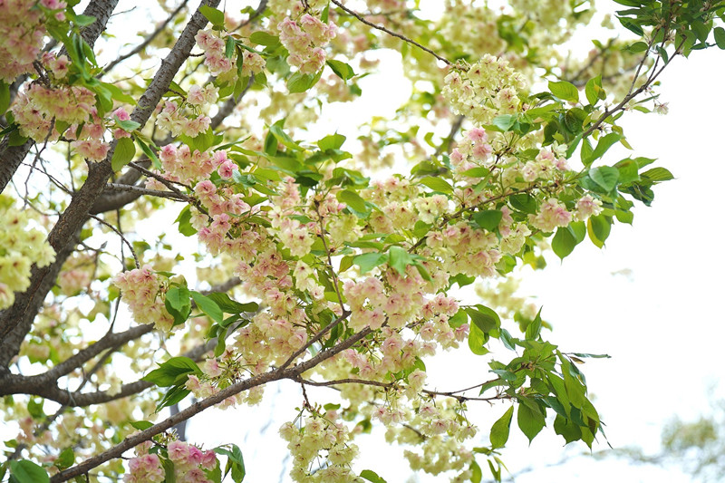 锦花绣草+成都管理处+钟梦影