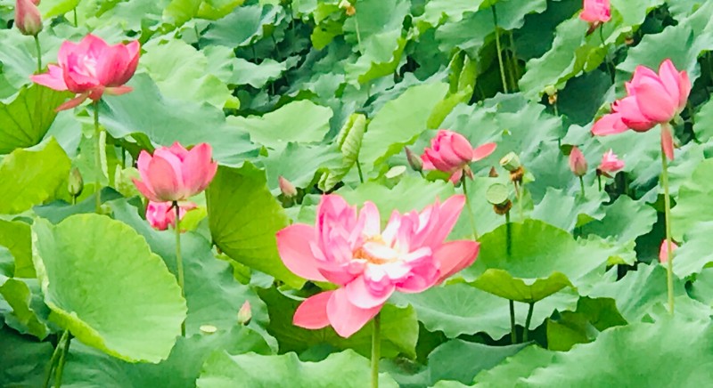 荷花残莲蓬显+成都管理处+廖琴