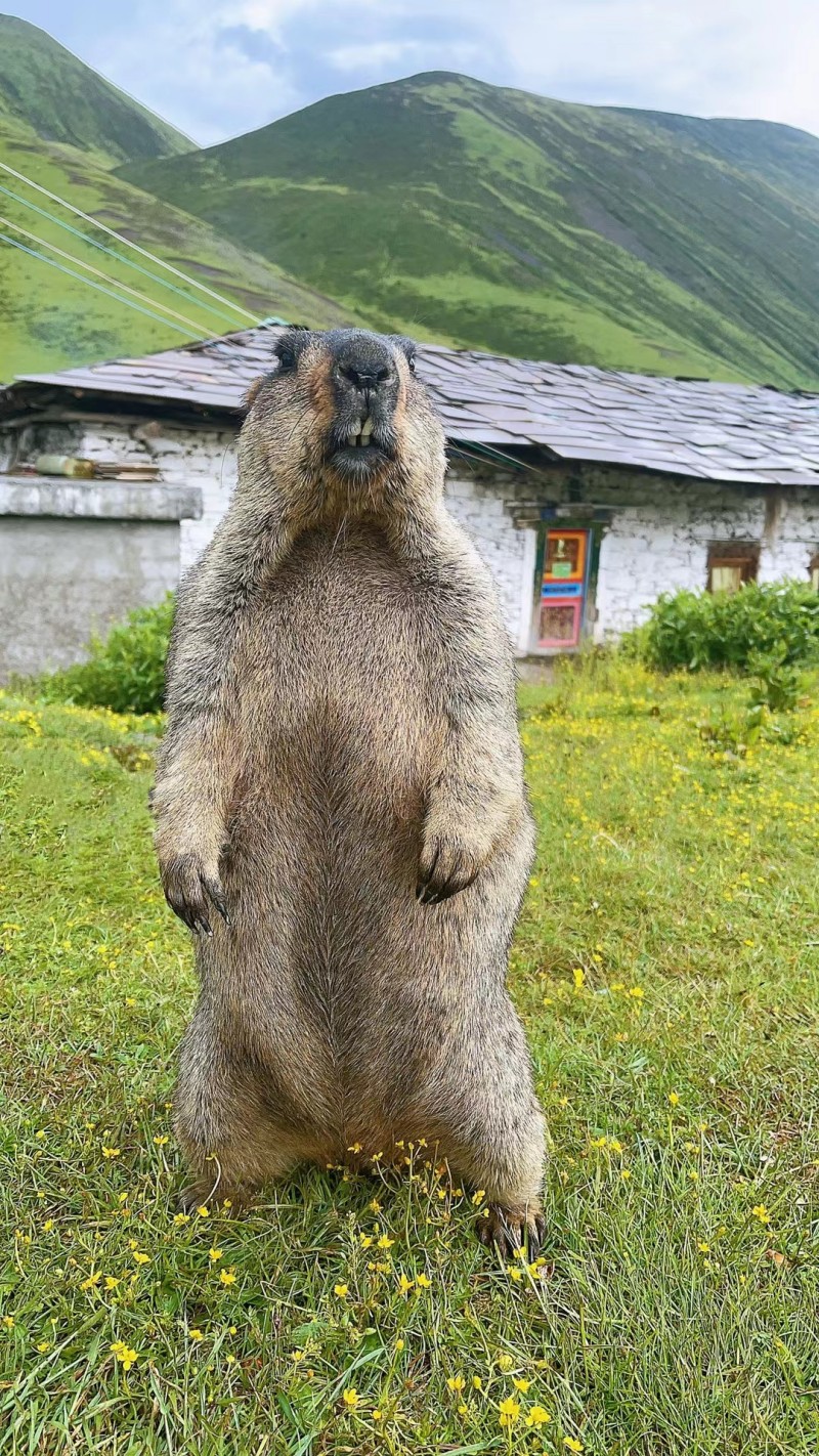 土拨鼠+成都管理处+陈鑫