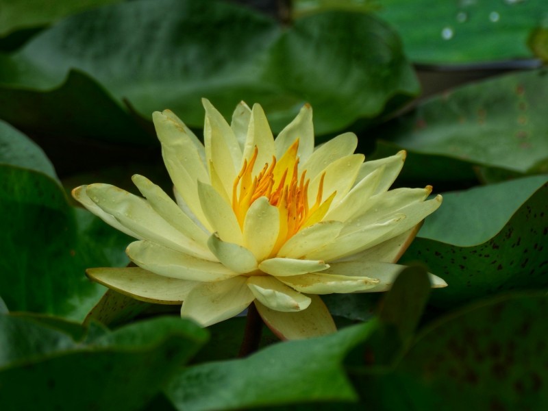 羞涩睡莲+成都管理处+钟梦影