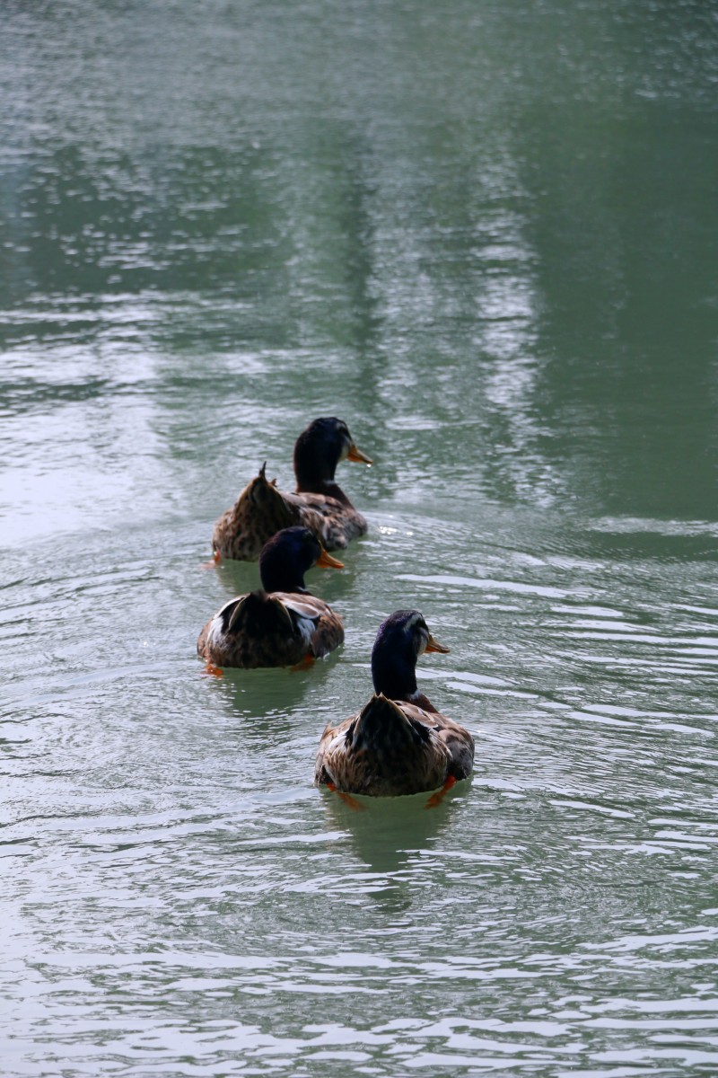 凫戏碧波+四川成渝高速公路股份有限公司成渝分公司资阳管理处+刘芳