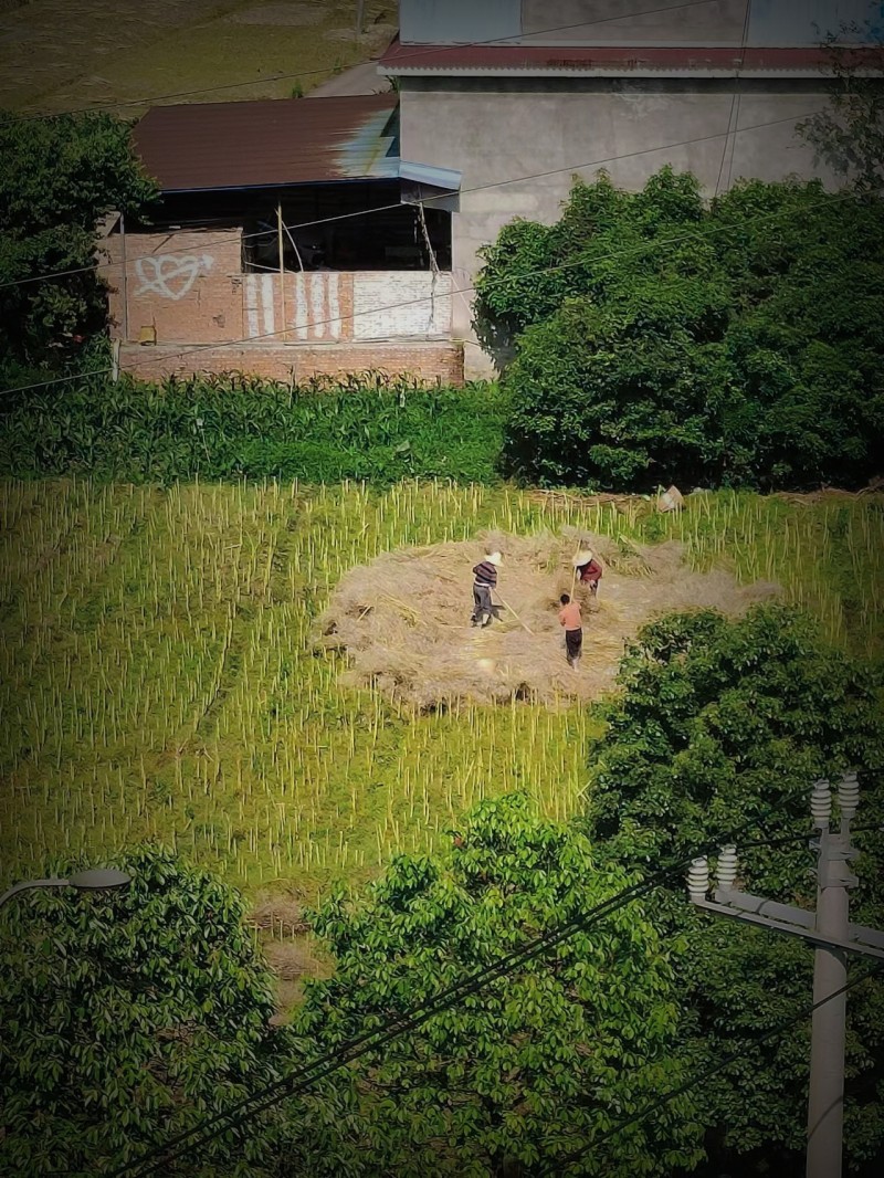 锄禾+四川成渝高速公路股份有限公司成渝分公司资阳管理处+魏丽娟