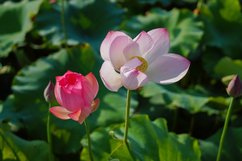 映日荷花+贺晓+川成渝高速公路股份有限公司成渝分公司资阳管理处