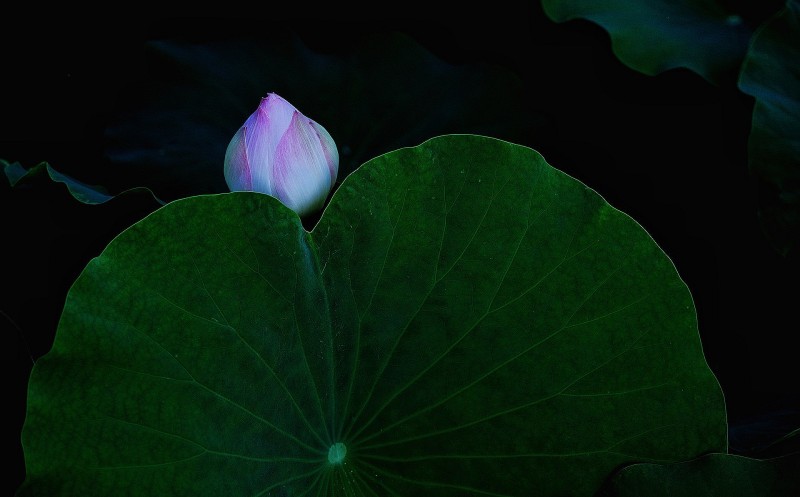 犹抱琵琶半遮面+成都管理处+李洪琼