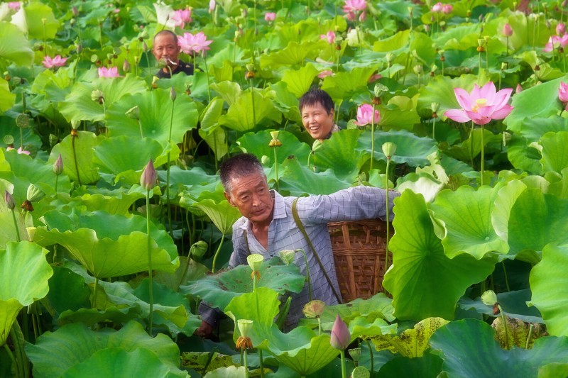 丰收的喜悦+四川成渝高速公路股份有限公司成渝分公司资阳管理处+贺晓
