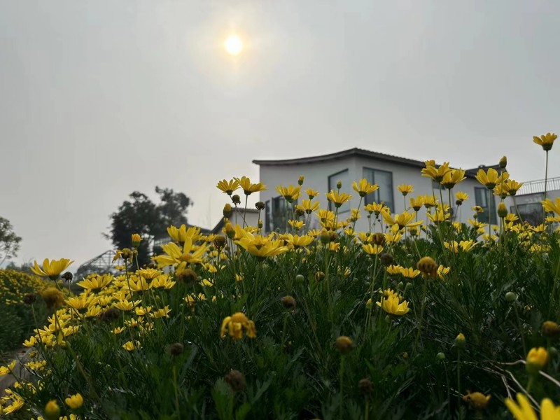 阳光下的傲霜之花+四川成渝高速公路股份有限公司成渝分公司资阳管理处+何亚群