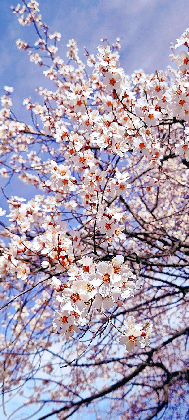 林芝桃花+成都管理处+梅中权