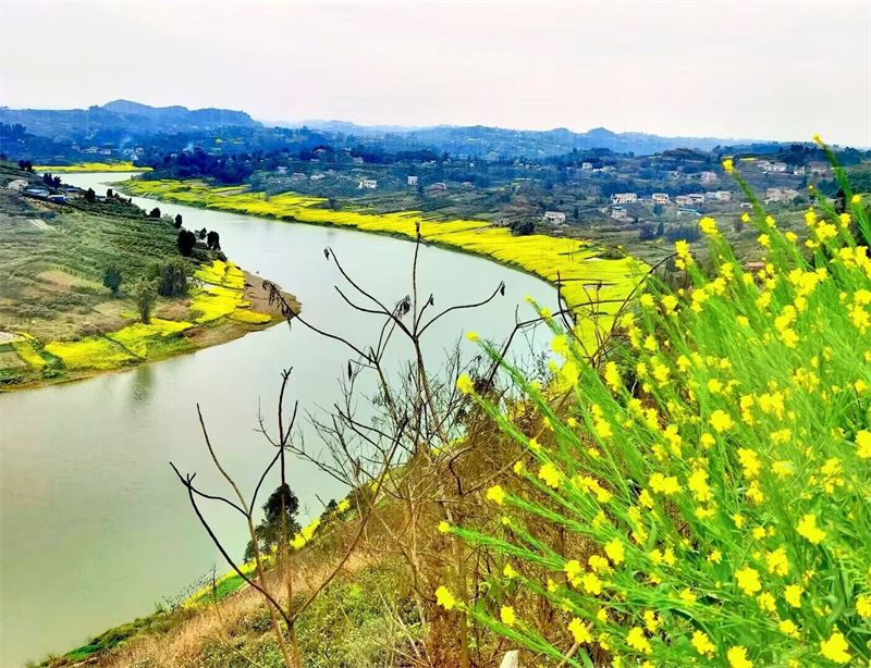 油菜+四川成渝高速公路股份有限公司成渝分公司资阳管理处+罗勇