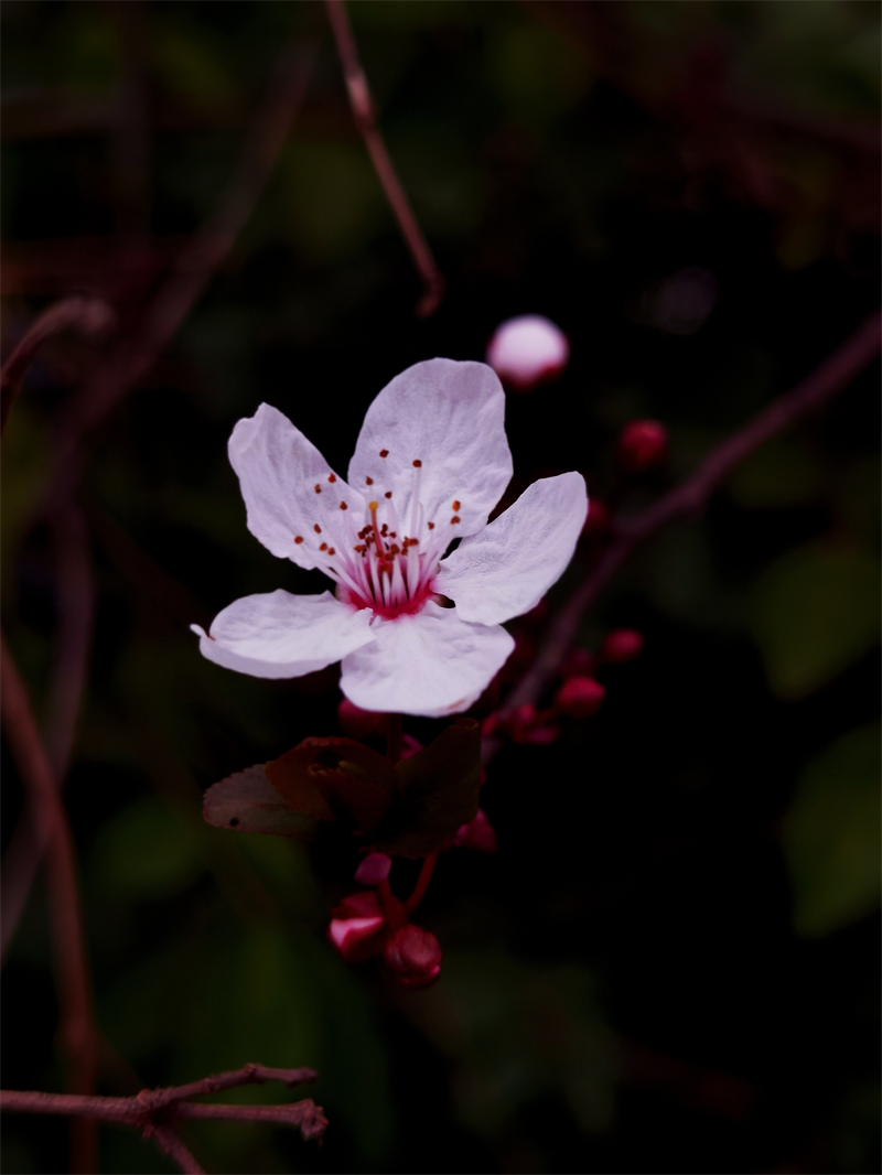 花开的声音+四川成渝高速公路股份有限公司成渝分公司资阳管理处+邹丽