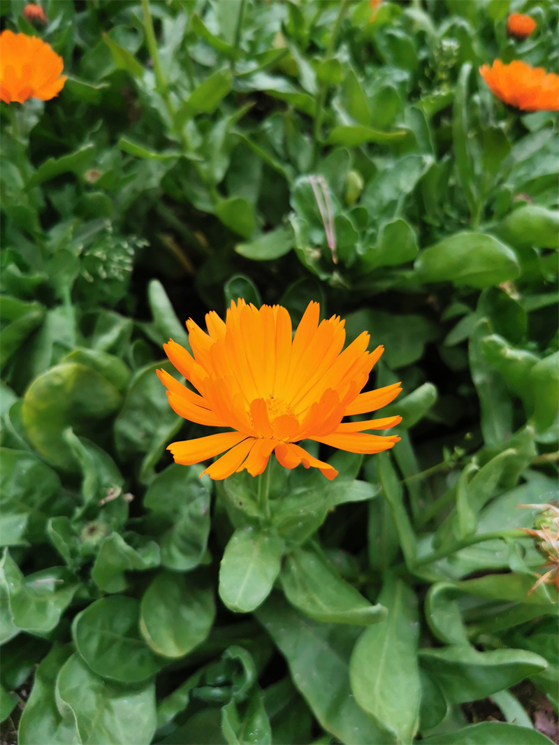 雏菊+四川成渝高速公路股份有限公司成渝分公司资阳管理处+雷亚玲