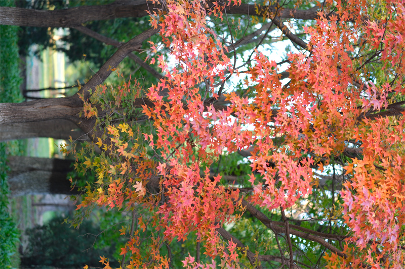 红枫树——成渝高速公路股份有限公司成渝分公司贺颜婷