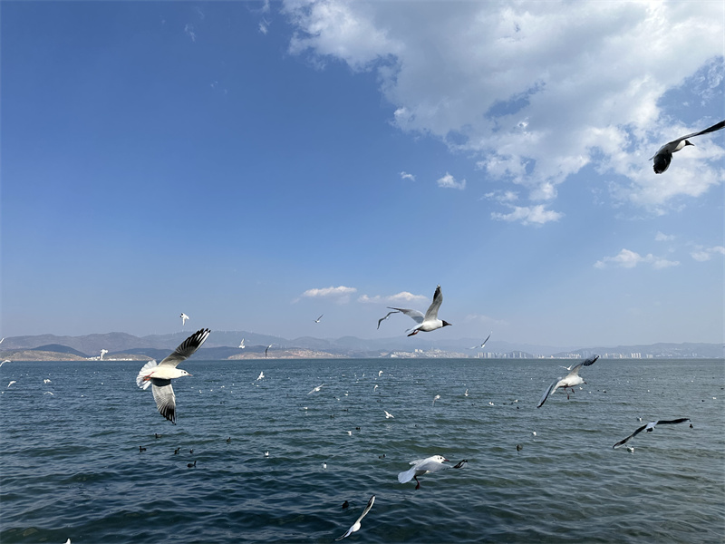 海鸥+四川成渝高速公路股份有限公司成渝分公司资阳管理处+雷亚玲