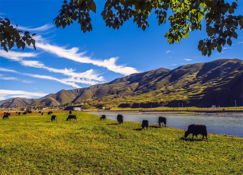 放牧+成都管理处+熊维平