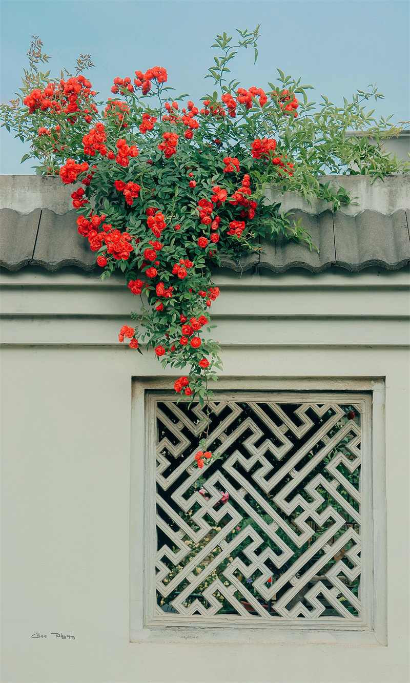 增色+成都管理处+王良美