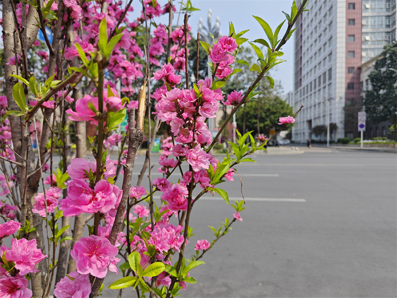 春花俏——四川成渝高速公路股份有限公司成渝分公司马翎