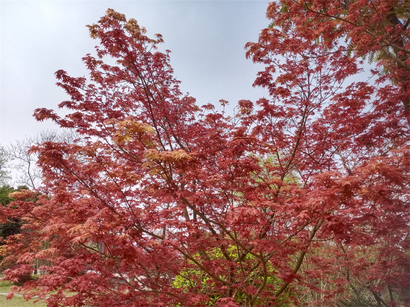 枫叶——四川成渝高速公路股份有限公司成渝分公司陈小林