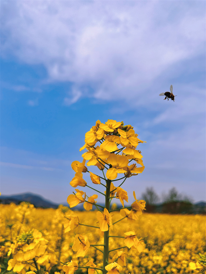 花间的舞者——四川成渝高速公路股份有限公司成渝分公司罗清