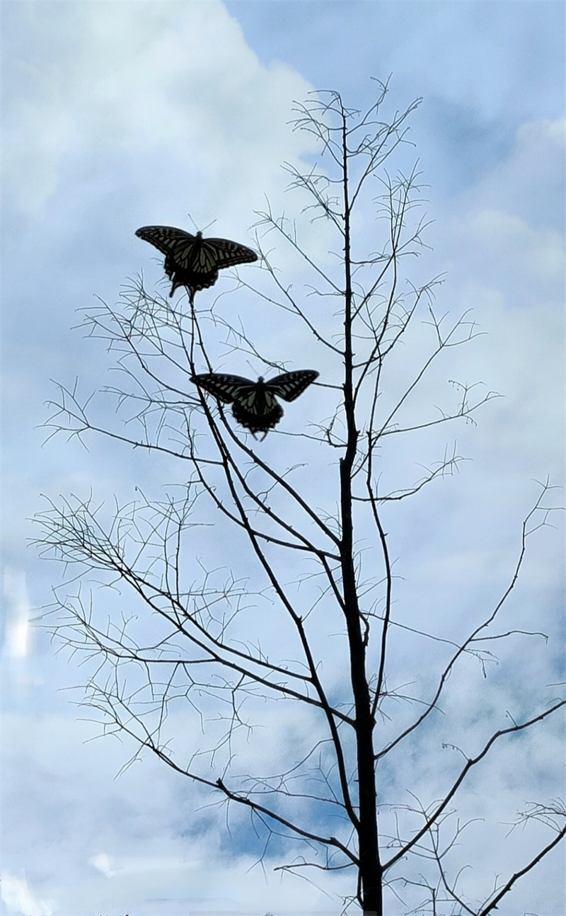 蝶影双飞+四川成渝高速公路股份有限公司成渝分公司资阳管理处+容思瑶