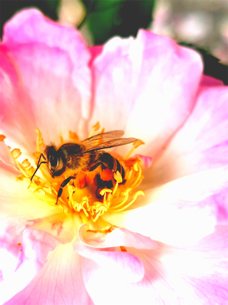 采蜜忙+成都管理处+廖小波