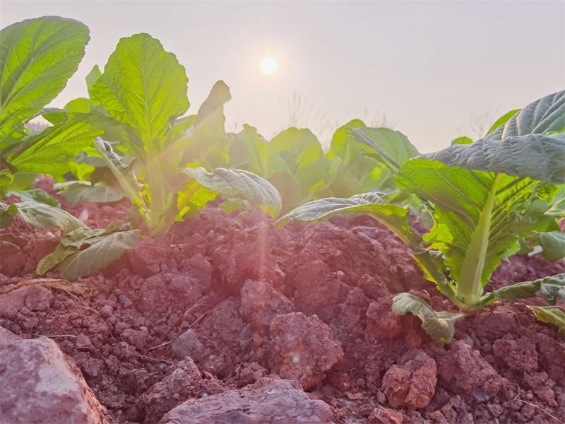 向阳而生——四川成渝高速公路股份有限公司成渝分公司曾萍