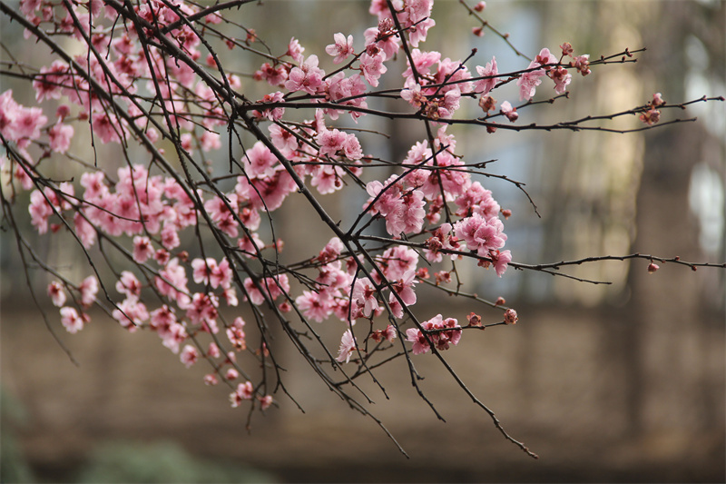 桃花——四川成渝高速公路股份有限公司成渝分公司刘昌莲