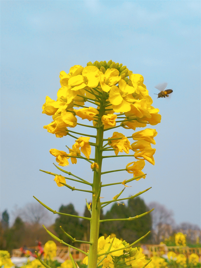 春日采蜜忙+四川成渝高速公路股份有限公司成渝分公司资阳管理处+容思瑶