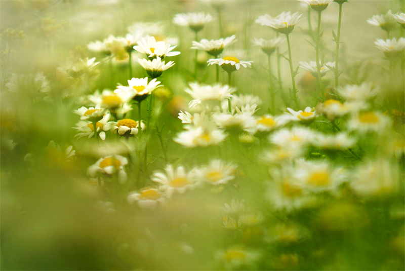 梦幻花海+四川成渝高速公路股份有限公司成渝分公司资阳管理处+贺晓