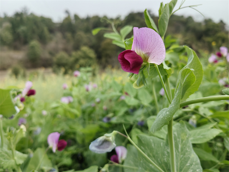 豌豆花+四川成渝高速公路股份有限公司成渝分公司资阳管理处+周知