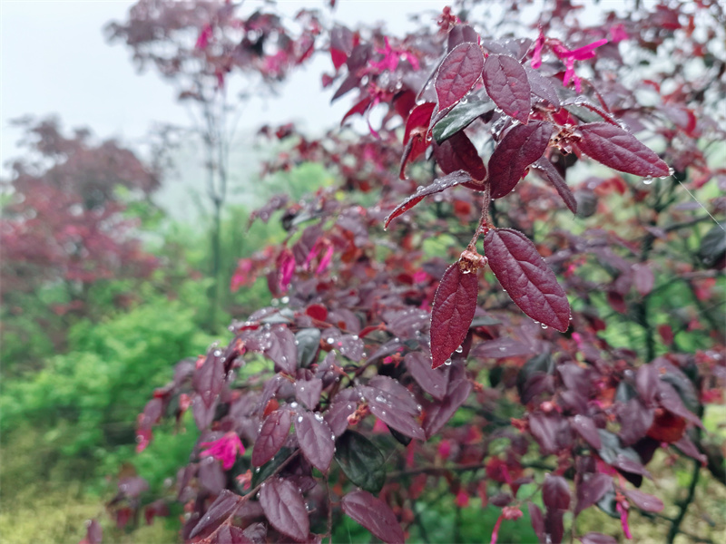 朝露成珠暮成霜+成都管理处+杨梦婷