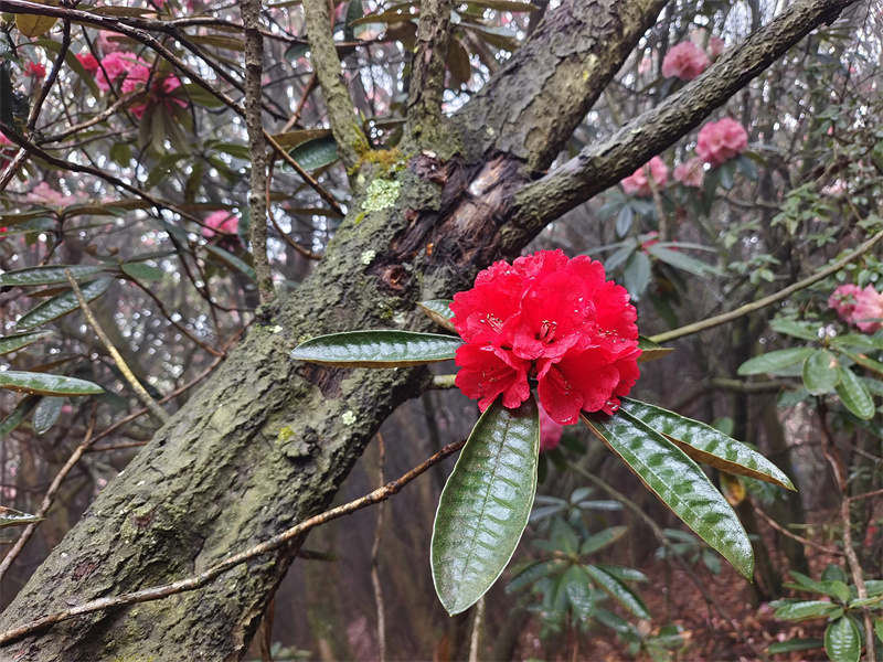 蓝色小花+成都管理处+严晓佳