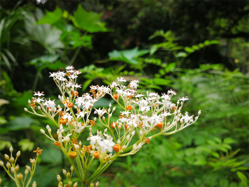 无名小花——四川成渝高速公路股份有限公司成渝分公司 孙东华