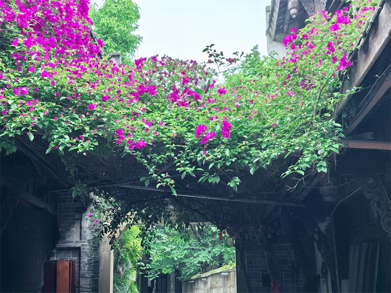 道是红梅差两瓣，也无浮动暗香回+成都管理处+杨雪莲