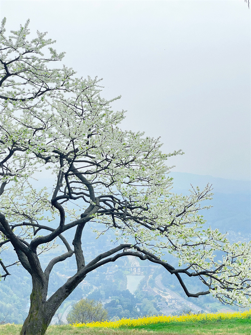 樱花+成都管理处+王琴