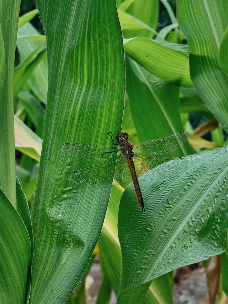 蜻停+四川成渝高速公路股份有限公司成渝分公司资阳管理处+容易