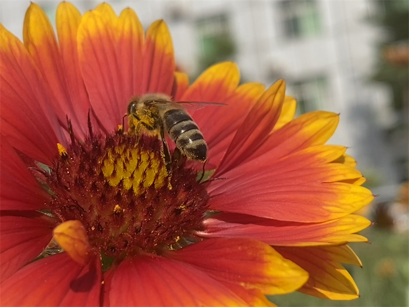 采蜜+四川成渝高速公路股份有限公司成渝分公司资阳管理处+李林