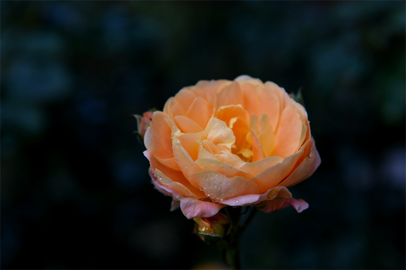 露似珍珠+四川成渝高速公路股份有限公司成渝分公司资阳管理处+王燕