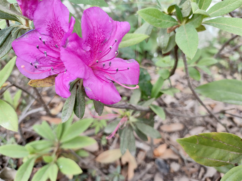 花开灿烂——四川成渝高速公路股份有限公司成渝分公司钟晓峰