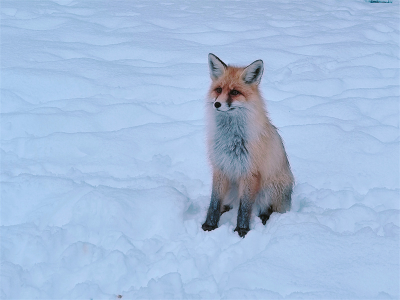 雪中精灵+四川成渝高速公路股份有限公司成渝分公司资阳管理处+贺晓