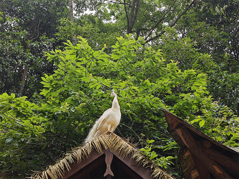 独秀——四川成渝高速公路股份有限公司成渝分公司马翎