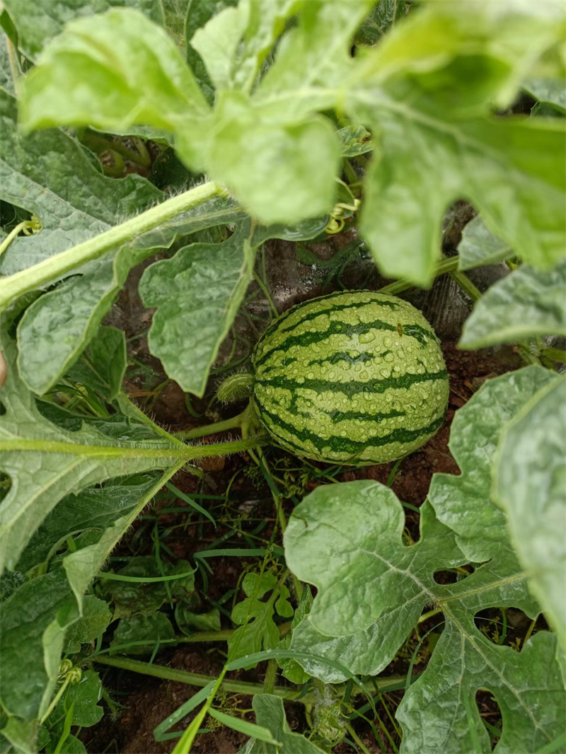 瓜熟蒂落——四川成渝高速公路股份有限公司成渝分公司曾萍