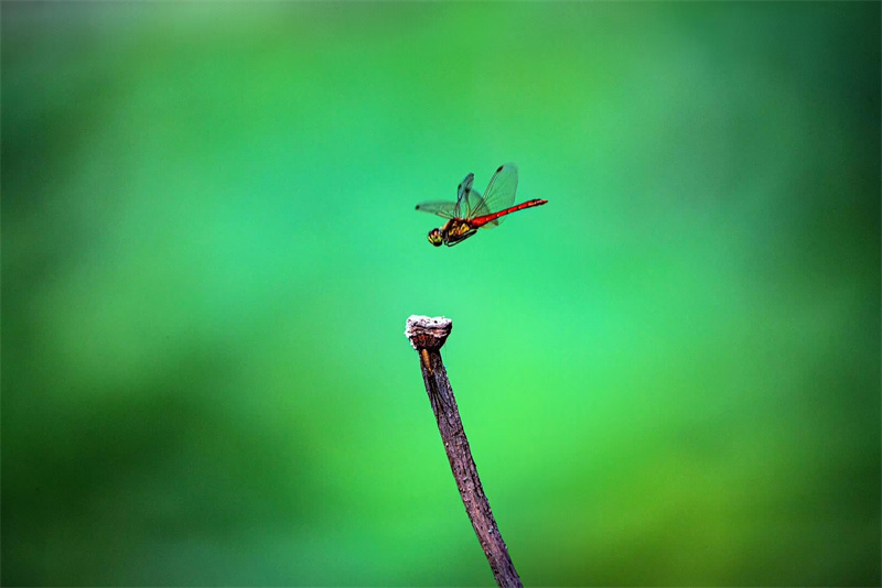 着落——四川成渝高速公路股份有限公司成渝分公司吴嗣芳