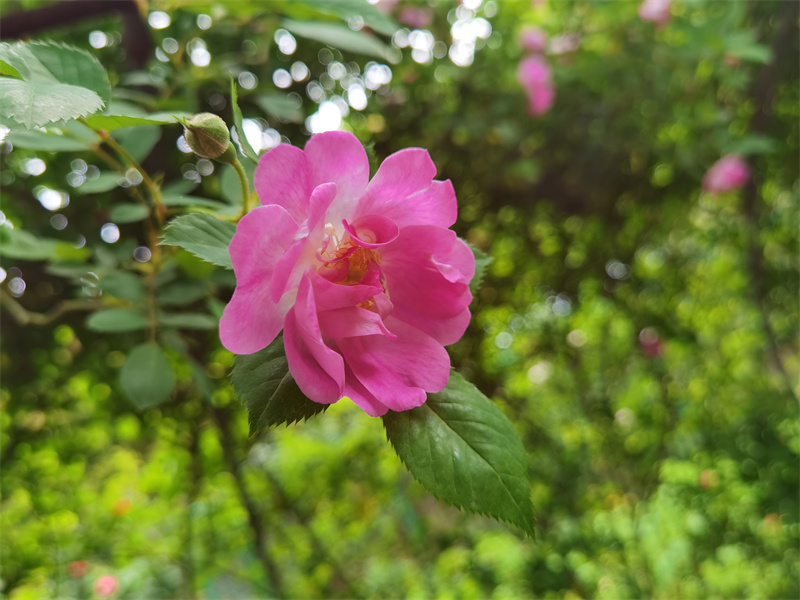 姹紫嫣红——四川成渝高速公路股份有限公司成渝分公司曾萍