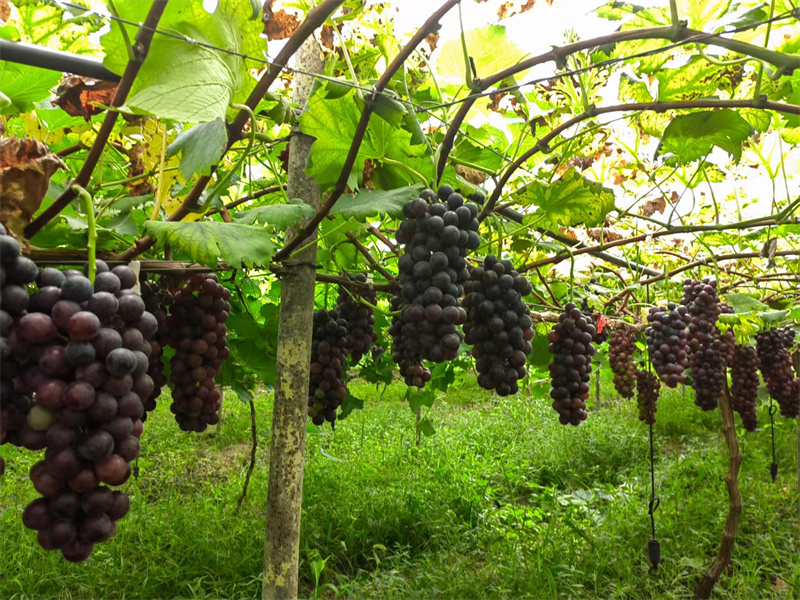 成熟的葡萄——四川成渝高速公路股份有限公司成渝分公司陈小林