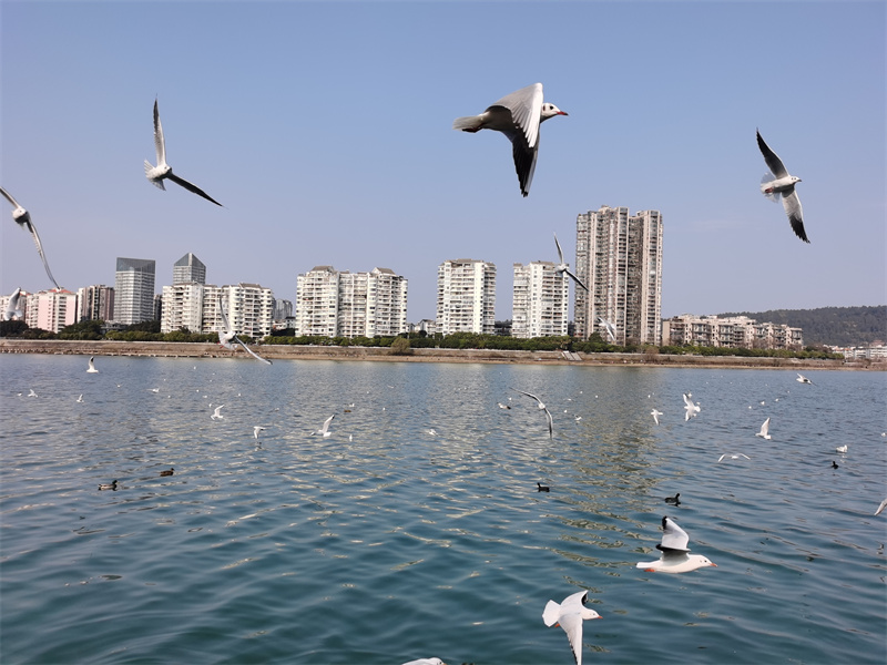 海鸥翩翩——四川成渝高速公路股份有限公司成渝分公司罗清