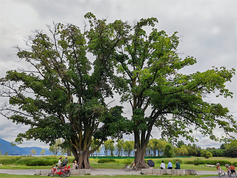 树下乘冷——四川成渝高速公路股份有限公司成渝分公司吴嗣芳